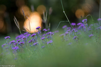Against the setting sun - бесплатный image #437059